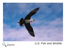 Parasitic Jaeger