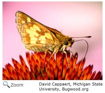 Peck's Skipper