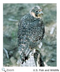 Peregrine Falcon