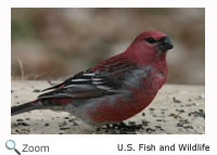 pine grosbeak