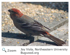 pine grosbeak