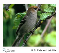 pine grosbeak