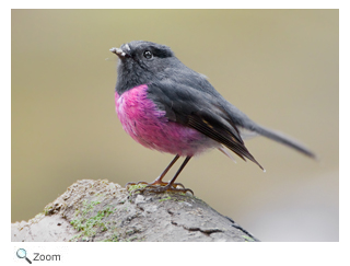 Pink Robin