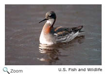 Red-necked Phalarope