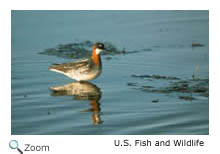 Red-necked Phalarope