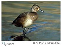 Ring-necked Duck