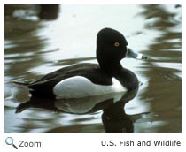 Ring-necked Duck