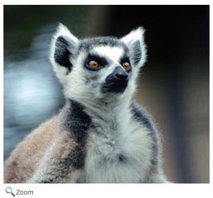 Ring-tailed lemur