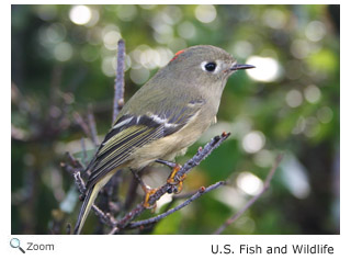 Ruby-crowned Kinglet