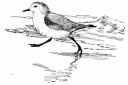 Sanderling