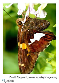 silver spotted skipper