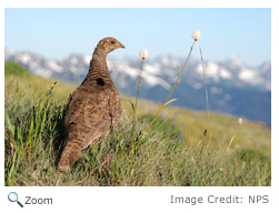 sooty Grouse