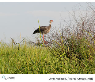 southern screamer