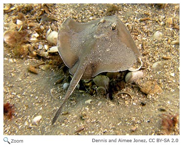 Tunicate Colony