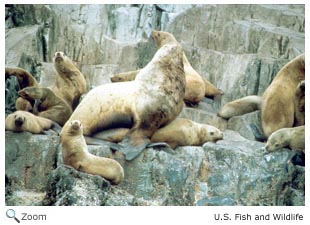 Steller Sea Lion