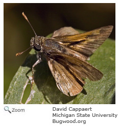 tawny edged skipper