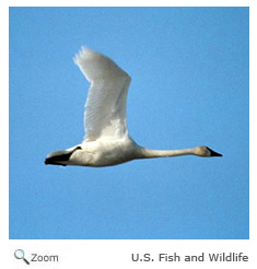 Tundra Swan