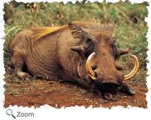 warthog