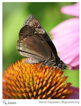 wild indigo duskywing