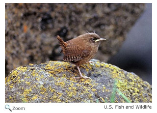 Winter Wren