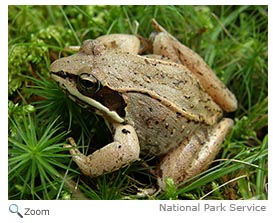 Wood Frog